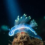 Boylecheloid: Causes, Symptoms, and Effective Treatment Options